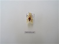 藏品(菊池污燈蛾)的圖片